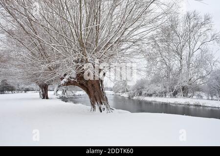 L'hiver vient à la rivière Stour dans le Suffolk. Saules anciens à Stratford Banque D'Images