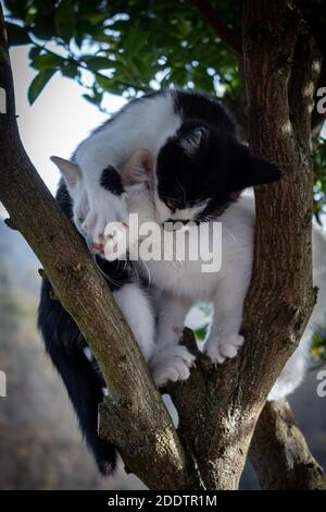 Deux chatons jouent un arbre. Banque D'Images