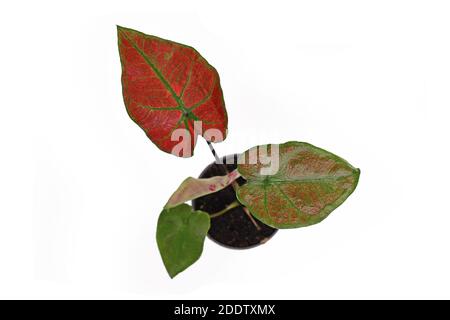 Vue de dessus de la maison exotique 'Caladium Thai Danasty' avec rouge feuilles et veines vertes isolées sur fond blanc Banque D'Images