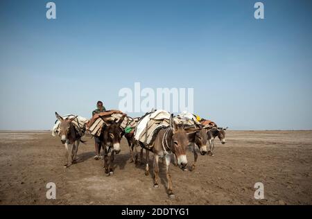 Des trains de chameaux et d'ânes transposant des blocs de sel extraits du Danakil dépression salins dans la région d'Afar dans le Nord Éthiopie Banque D'Images