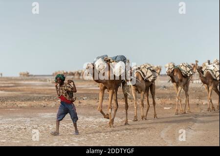 Des trains de chameaux et d'ânes transposant des blocs de sel extraits du Danakil dépression salins dans la région d'Afar dans le Nord Éthiopie Banque D'Images