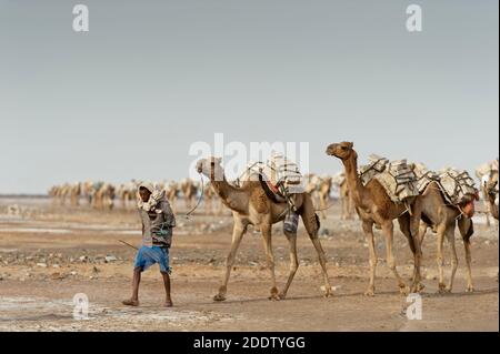 Des trains de chameaux et d'ânes transposant des blocs de sel extraits du Danakil dépression salins dans la région d'Afar dans le Nord Éthiopie Banque D'Images