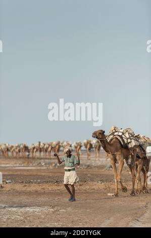 Des trains de chameaux et d'ânes transposant des blocs de sel extraits du Danakil dépression salins dans la région d'Afar dans le Nord Éthiopie Banque D'Images