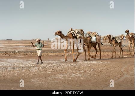 Des trains de chameaux et d'ânes transposant des blocs de sel extraits du Danakil dépression salins dans la région d'Afar dans le Nord Éthiopie Banque D'Images