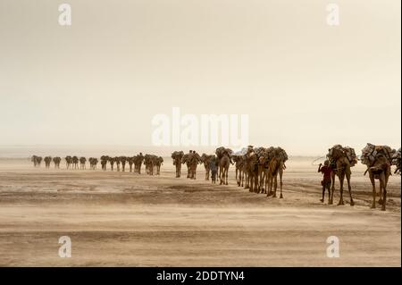 Des trains de chameaux et d'ânes transposant des blocs de sel extraits du Danakil dépression salins dans la région d'Afar dans le Nord Éthiopie Banque D'Images