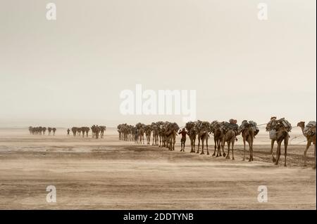 Des trains de chameaux et d'ânes transposant des blocs de sel extraits du Danakil dépression salins dans la région d'Afar dans le Nord Éthiopie Banque D'Images