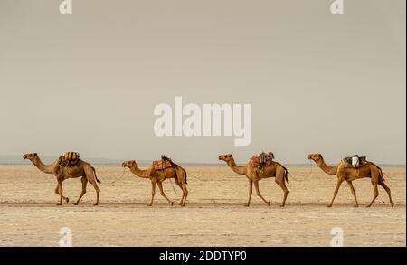 Des trains de chameaux et d'ânes transposant des blocs de sel extraits du Danakil dépression salins dans la région d'Afar dans le Nord Éthiopie Banque D'Images