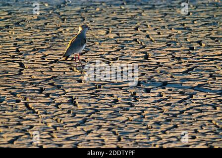 Laponge du Sud, Vanellus chilensis sur terre crachée , désert de Pampa, la Pampa, Argentine. Banque D'Images