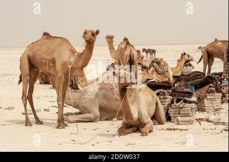 Des trains de chameaux et d'ânes transposant des blocs de sel extraits du Danakil dépression salins dans la région d'Afar dans le Nord Éthiopie Banque D'Images