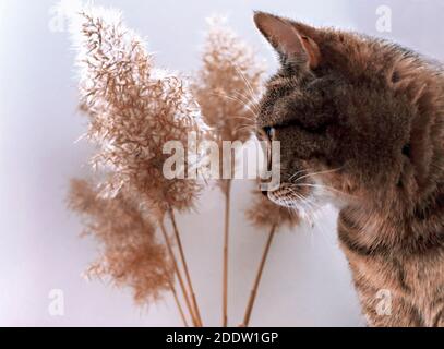 Tabby de maquereau chat près de brindilles de roseau, sélectif foyer, palette neutre, arrière-plan naturel abstrait. Phragmites australis, graines de canne, beige Banque D'Images