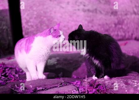 Photo de deux chats embrassant dans le parc d'automne les rochers Banque D'Images