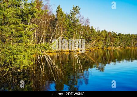 Les arbres sur la rive du lac sont reflétés dans la surface du miroir. Région de Leningrad. Banque D'Images