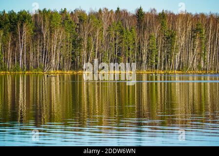 Les arbres sur la rive du lac sont reflétés dans la surface du miroir. Région de Leningrad. Banque D'Images