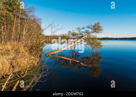 Les arbres sur la rive du lac sont reflétés dans la surface du miroir. Région de Leningrad. Banque D'Images