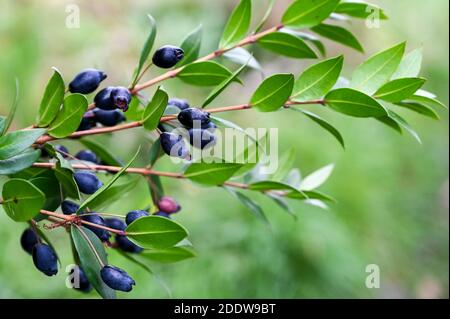 Myrte commune, myrtus communis, avec baies bleues-noires. Banque D'Images