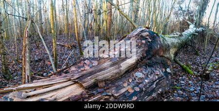 Tronc de bouleau cassé en gros plan, allongé sur le sol Banque D'Images