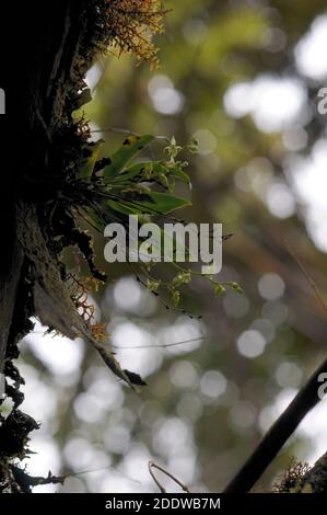 Orchidée sauvage (Angraecum cordemoyi) Pousse sur un tronc d'arbre dans la forêt tropicale sur l'île de la Réunion Banque D'Images