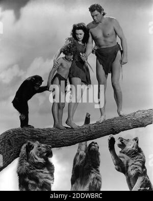 CHEETAH THE CHIMPANZÉ JOHNNY SHEFFIELD MAUREEN O'SULLIVAN ET JOHNNY WEISSMULLER Avec ajouté sur les lions attaquants portrait publicitaire par CLARENCE SINCLAIR BULL pour LE TRÉSOR SECRET de TARZAN 1941 réalisateur RICHARD THORPE basé Sur les personnages créés par Edgar Rice Burroughs Metro Goldwyn Mayer Banque D'Images