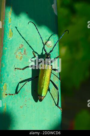 Grand coléoptère vert-doré de la mouche espagnole (cantharis lytta vesicatoria). La source de la cantharidine terpénoïde, un agent de cloquage toxique Banque D'Images