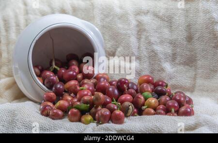 Fruits du café frais. Grains de café éparpillés sur un sac et un bol en porcelaine. Ingrédient de boisson chaude. Grains aromatisés. Exporter le produit du Brésil. Banque D'Images