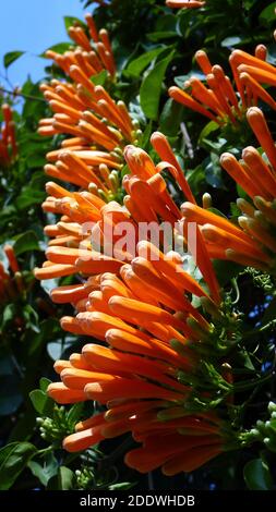 Un cliché vertical de fleurs orange de Flaminevine Banque D'Images