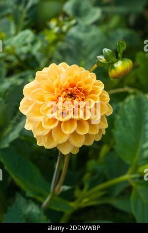 Gros plan de Dahlia Coup de Soleil une dahlia décorative C'est la floraison d'été UNE plante tubéreuse qui est décidue et à moitié robuste Banque D'Images