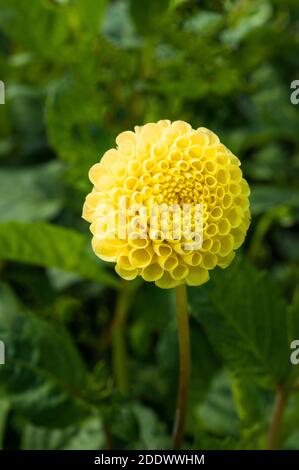 Gros plan de Dahlia Little Scottie un Pompon dahlia qui A des fleurs jaunes en été et en automne UNE plante tubéreuse c'est à feuilles caduques et à moitié dur Banque D'Images