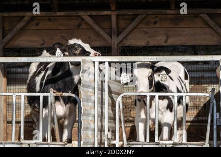 Deux jeunes veaux dans les étals de la ferme du comté de Lancaster Banque D'Images