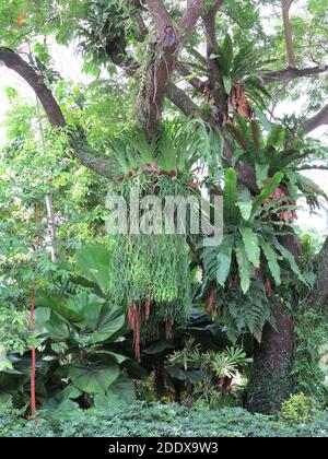 Les fougères épiphytiques qui poussent naturellement sur les arbres, Platycerium bifurcatum (Elkhorn Fern), et d'autres. Banque D'Images