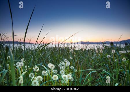 Pissenlits et herbes hautes sur Kitsilano Beach, Vancouver, C.-B. après un coucher de soleil Banque D'Images