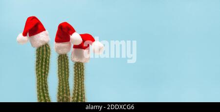 Drôle de décoration de Noël cactus en chapeau rouge de Père Noël. Bannière des fêtes Banque D'Images