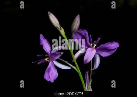 Une paire de jolis Lillies au chocolat (Arthropodium strictum) m'a attiré l'œil lors d'une promenade dans la réserve de flore de Hochkins Ridge à Croydon North, Victoria. Banque D'Images