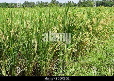 Palakkad, Kerala rizières mûres vertes et jaunes d'or sur une chaude journée ensoleillée en été Palakkad, Kerala. Agriculture ou culture à Kuttanad Banque D'Images