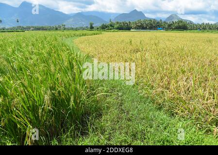 Palakkad, Kerala rizières mûres vertes et jaunes d'or sur une chaude journée ensoleillée en été Palakkad, Kerala. Agriculture ou culture à Kuttanad Banque D'Images