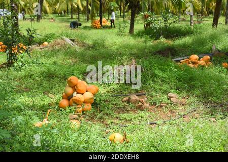Palakkad, Kerala rizières mûres vertes et jaunes d'or sur une chaude journée ensoleillée en été Palakkad, Kerala. Agriculture ou culture à Kuttanad Banque D'Images