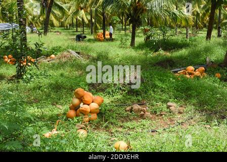 Palakkad, Kerala rizières mûres vertes et jaunes d'or sur une chaude journée ensoleillée en été Palakkad, Kerala. Agriculture ou culture à Kuttanad Banque D'Images
