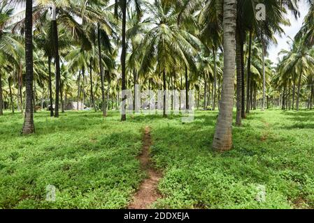 Palakkad, Kerala rizières mûres vertes et jaunes d'or sur une chaude journée ensoleillée en été Palakkad, Kerala. Agriculture ou culture à Kuttanad Banque D'Images
