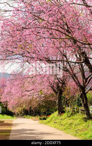 Tunnel de fleurs roses de Sakura ou de cerisier de l'Himalaya sauvage Dans le parc extérieur du projet royal Khun Wang de Chiang Mai, Thaïlande Banque D'Images