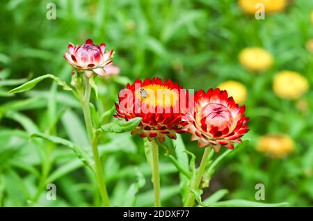 Helichrysum ou Strawflower dans le jardin extérieur, Helicrysum bracteatum Banque D'Images