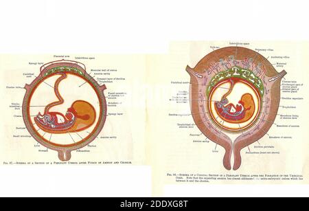 Étapes du développement fœtal humain à partir d'un manuel d'anatomie du début du XXe siècle, hors droit d'auteur Banque D'Images