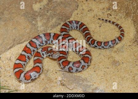 Petite couleuvre mince de l'est (Lampropeltis triangulum) du Wisconsin, aux États-Unis. C'est un mineur et il a encore des couleurs vives qui s'estomperont avec l'âge. Banque D'Images