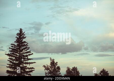 Coucher de soleil avec grands arbres d'épinette et de bouleau et ciel spectaculaire. Chaude soirée d'été Banque D'Images