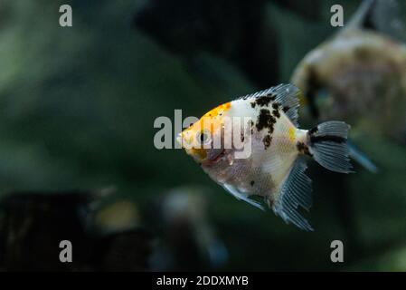 Portrait d'angéloses d'eau douce ou scalare, Pterophyllum scalare, orange noir blanc couleur argent. Banque D'Images