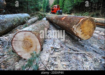 Détails avec des rondins et couper les arbres dans une forêt roumaine. Banque D'Images