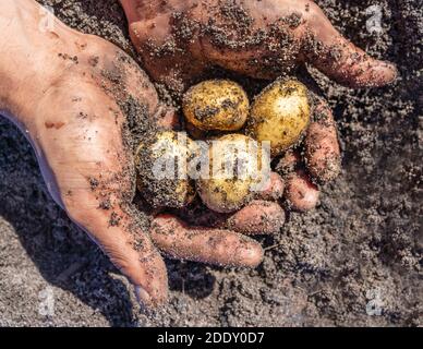 Les pommes de terre irlandaises (Solanum tuberosum) récoltent et sont conservées entre les mains d'un homme, le Cap, Afrique du Sud Banque D'Images