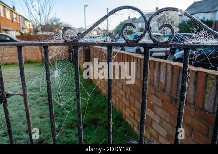 Vue rapprochée de la toile d'araignées sur une porte de jardin avec de la rosée congelée. Banque D'Images