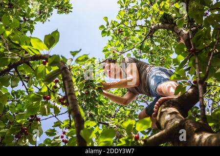 Un homme récolte de la cerise rouge mûre à partir de hautes branches d'un arbre dans le jardin, par beau temps, en Hongrie Banque D'Images