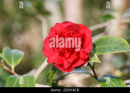 Camellia x williamsii 'Ruby Wedding' fleur. Banque D'Images