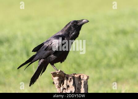 Corbeau commun tôt le matin Banque D'Images