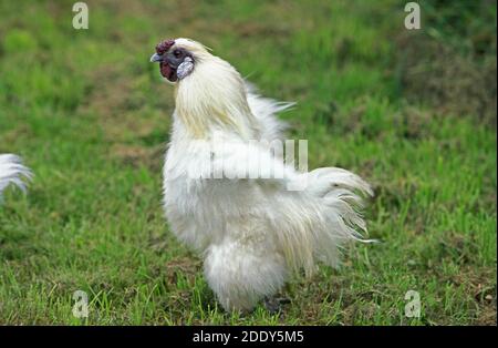 Poulet domestique appelé Negre Soie, Poule debout sur l'herbe Banque D'Images